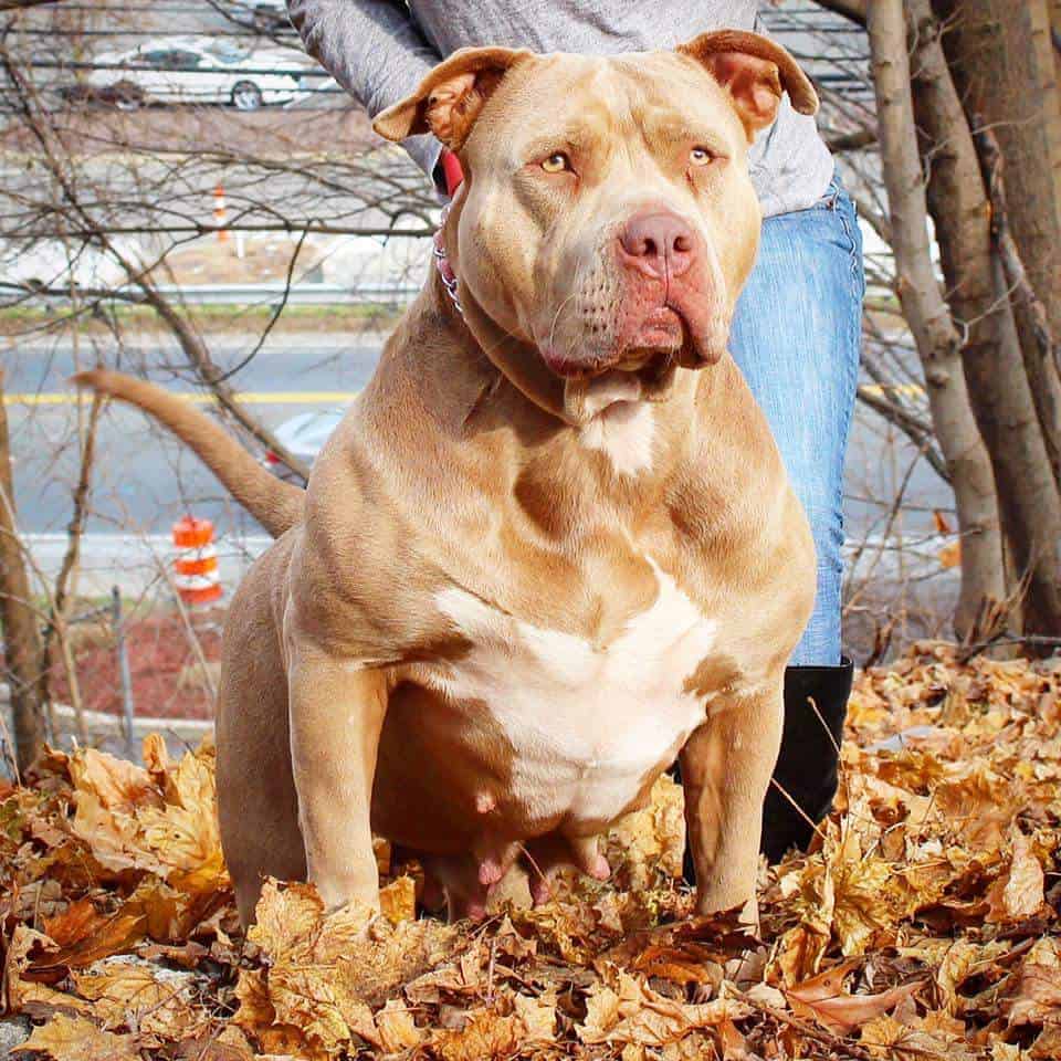 xl pitbull puppy