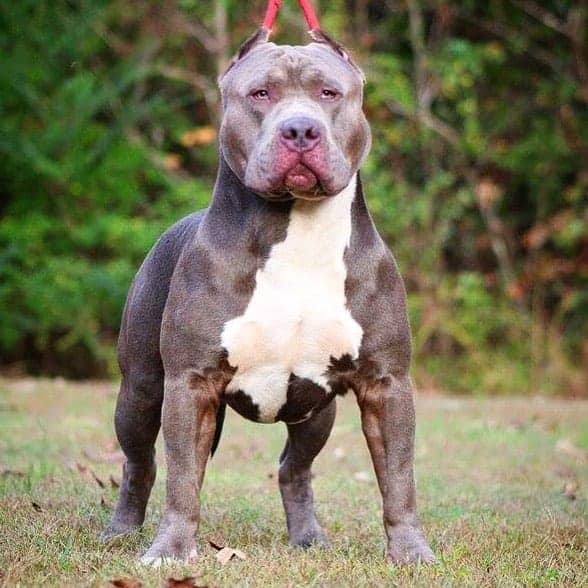 gator mouth pitbull for sale