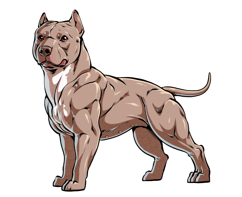 blue fawn pitbull terrier