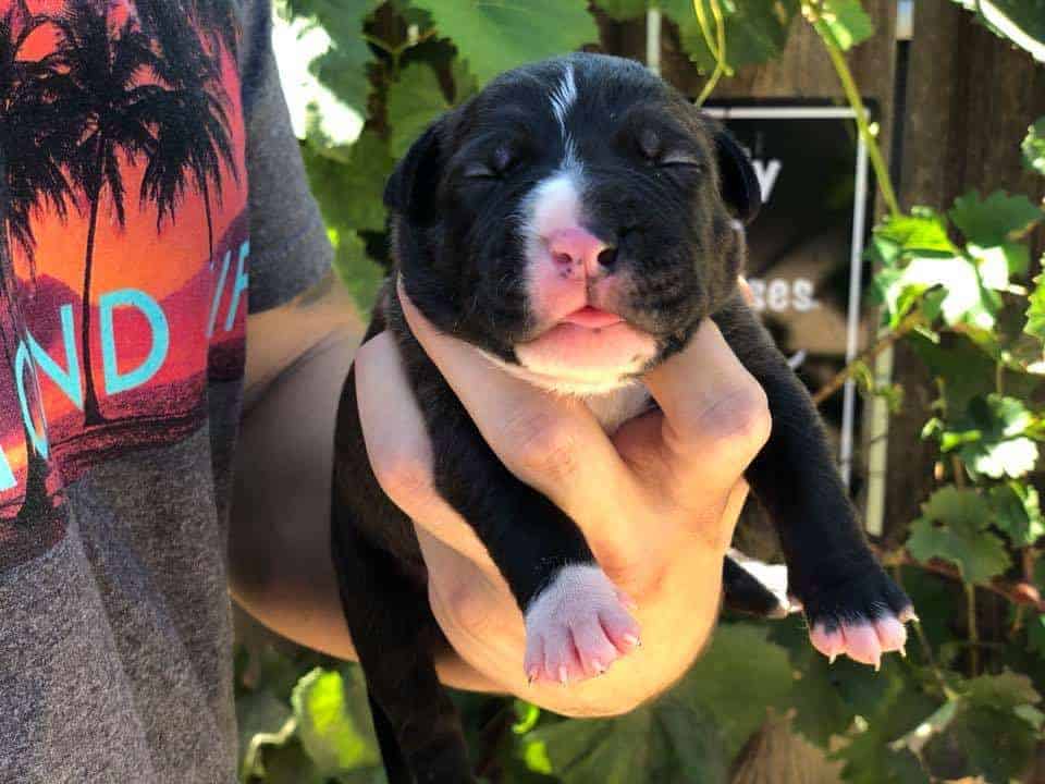 XL PITBULL PUPPIES FOR SALE CHAMPAGNE XXL PITBULL PUPPIES LILAC