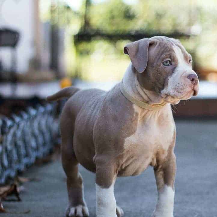 XL CHAMPAGNE PITBULL PUPPY FEMALE