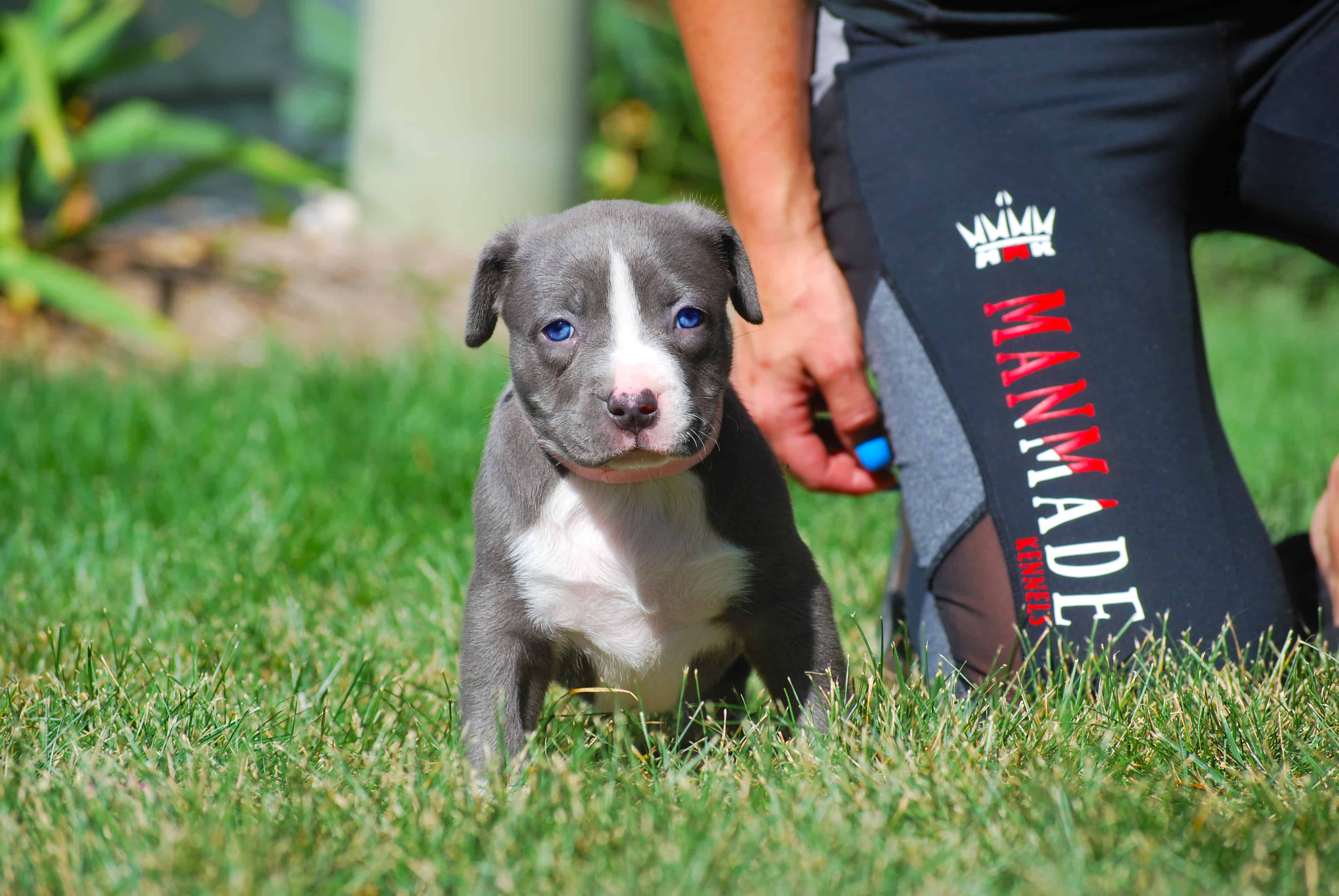 XL PITBULL PUPPIES FOR SALE | PIT BULL PUPPIES AVAILABLE NOW