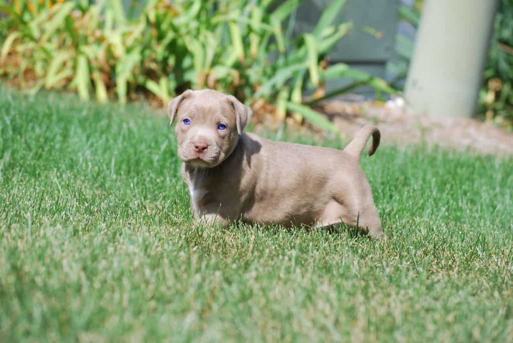 what-you-should-know-before-buying-a-pitbull-puppy-for-sale