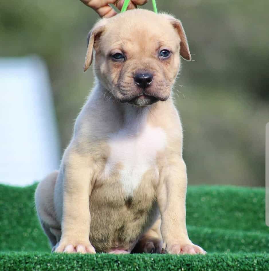 Xl Pitbull Puppies For Sale 