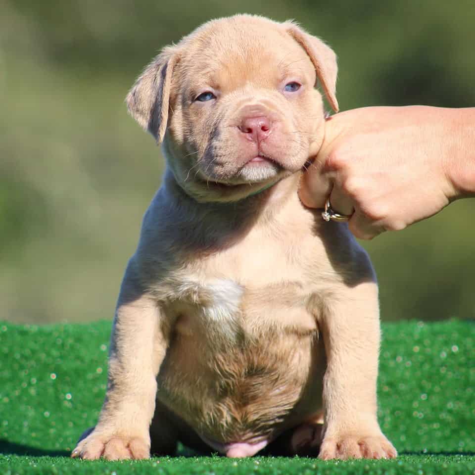 BLUE BRINDLE PITBULL PUPPIES FOR SALE