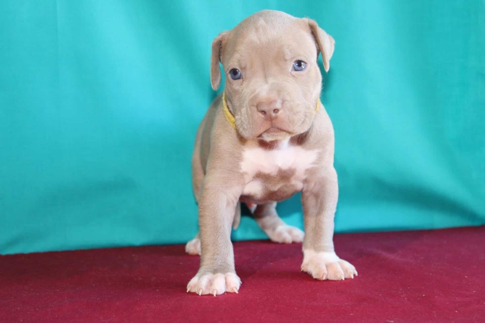 XL PITBULL PUPPIES FOR SALE PIT BULL PUPPIES AVAILABLE NOW