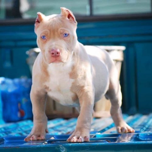 blue eye pitbull puppies for sale