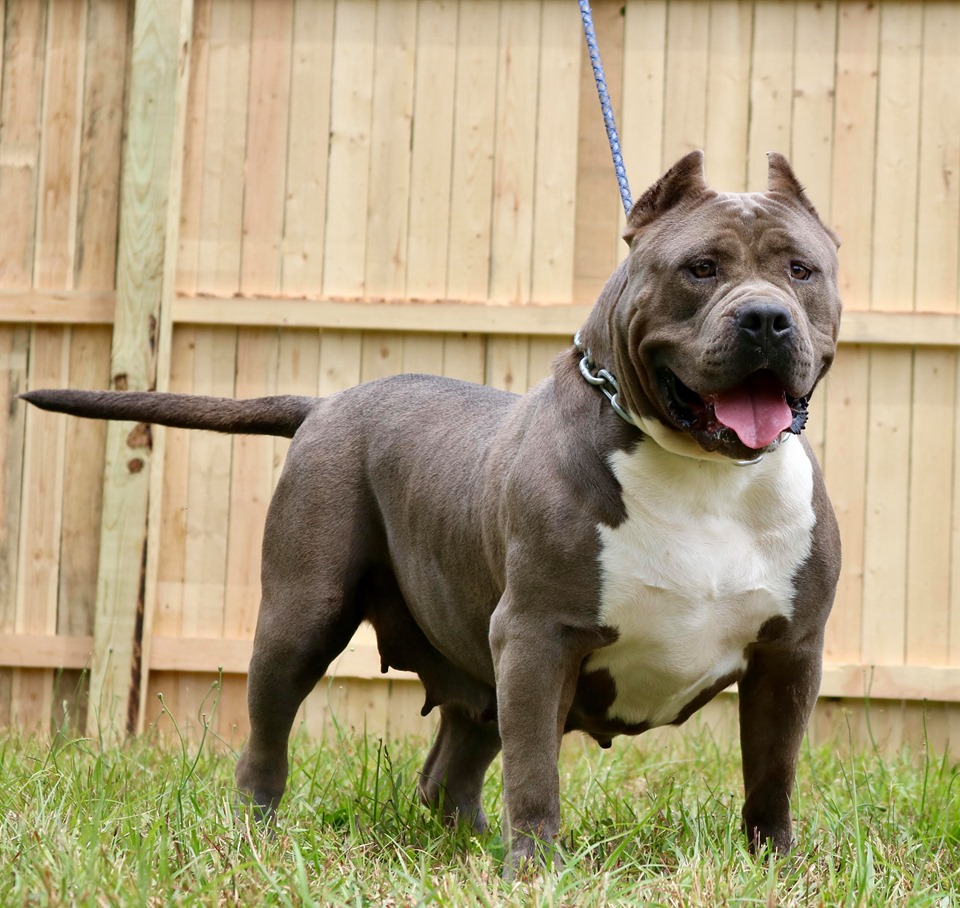 XL PITBULL PUPPIES FOR SALE | PIT BULL PUPPIES AVAILABLE NOW