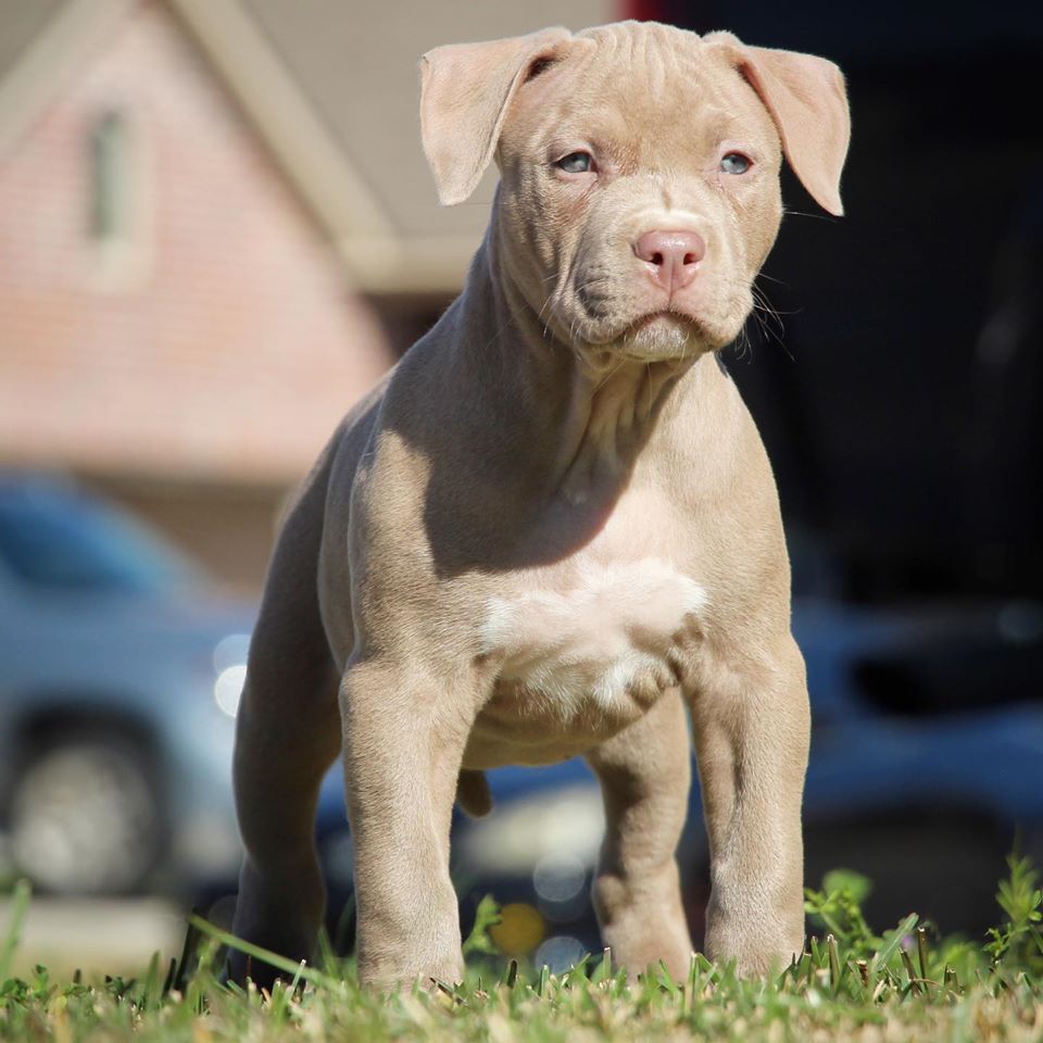 XL PITBULL PUPPIES FOR SALE | PIT BULL PUPPIES AVAILABLE NOW