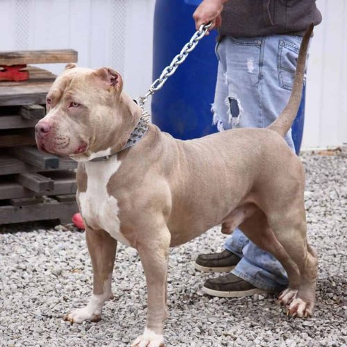 champagne pitbull puppy