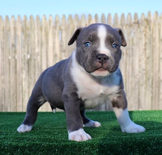 XL PITBULL PUPPIES FOR SALE | PIT BULL PUPPIES AVAILABLE NOW