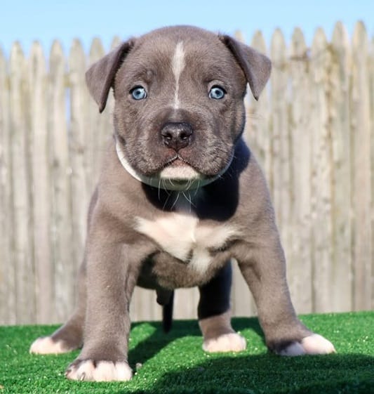 XL PITBULL PUPPIES FOR SALE | PIT BULL PUPPIES AVAILABLE NOW