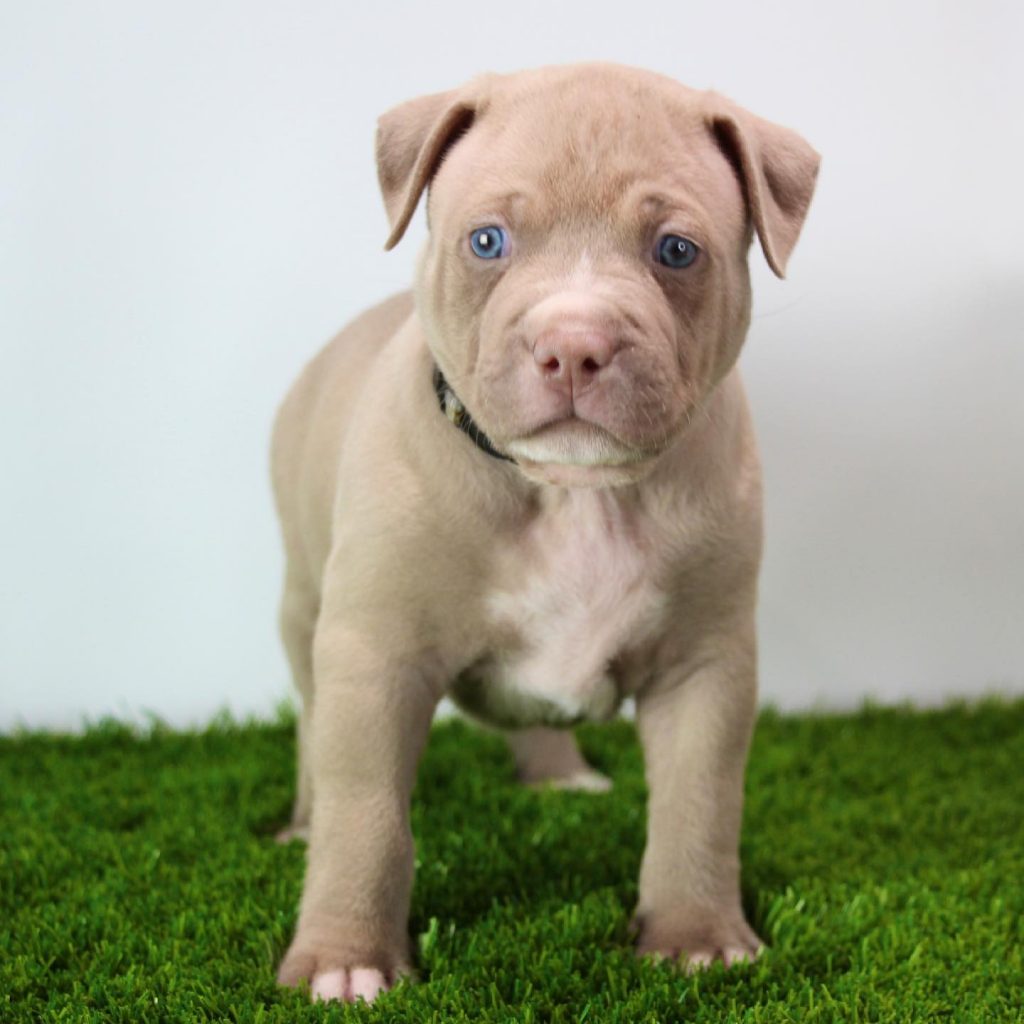Blue Eyed Pitbull Puppy For Sale What You Should Know Before Buying