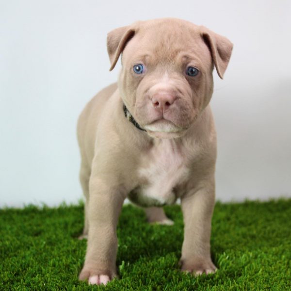 Blue Eyed Pitbull Puppy For Sale: What You Should Know Before Buying