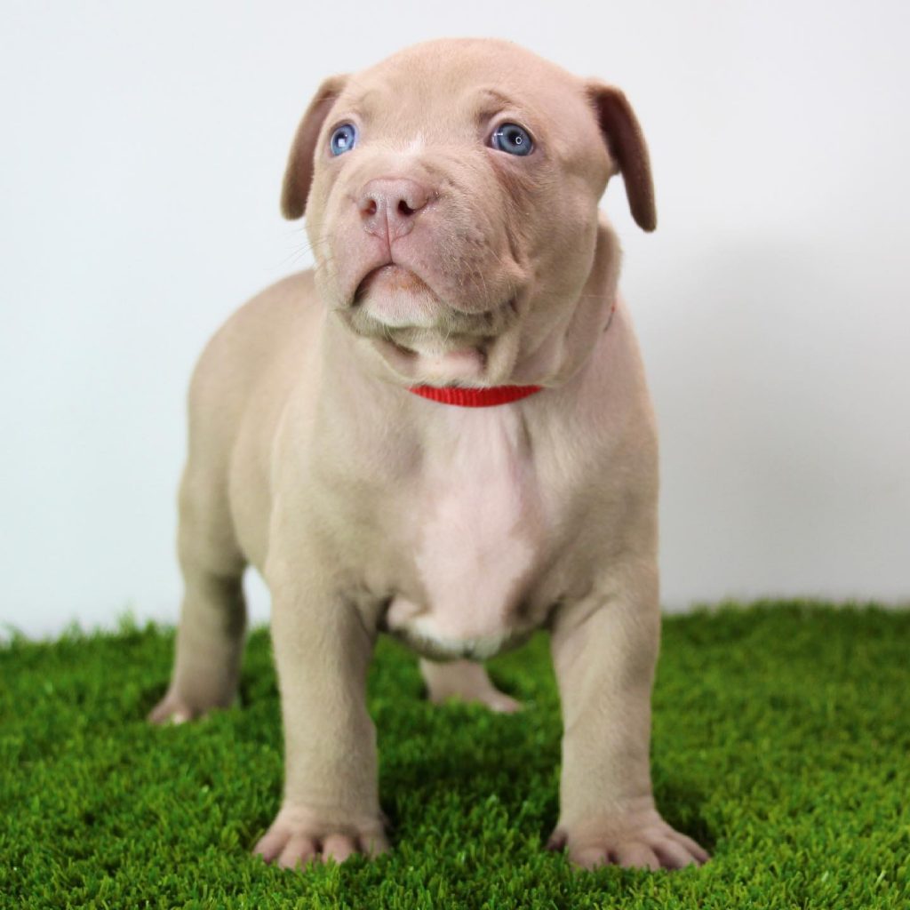 Pitbull Puppies For Sale in Ohio, OH XL Bully Puppies