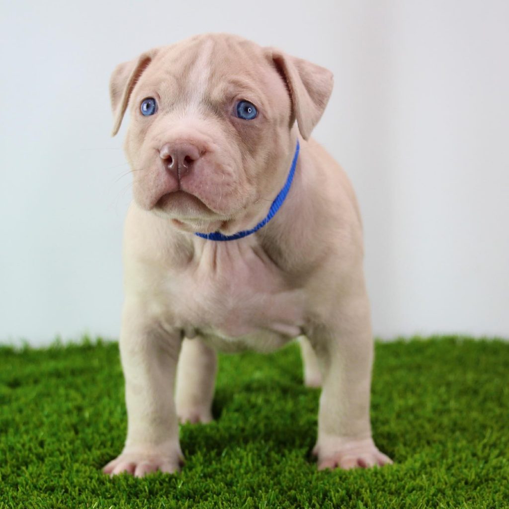 Blue Eyed Pitbull Puppy For Sale: What You Should Know Before Buying