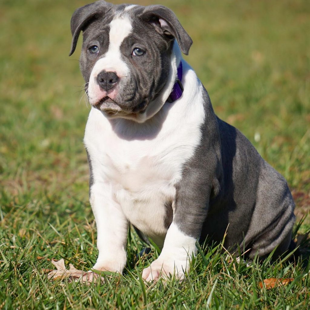 Pitbull Puppies For Sale in Georgia- Puppy Pitbulles For Sale