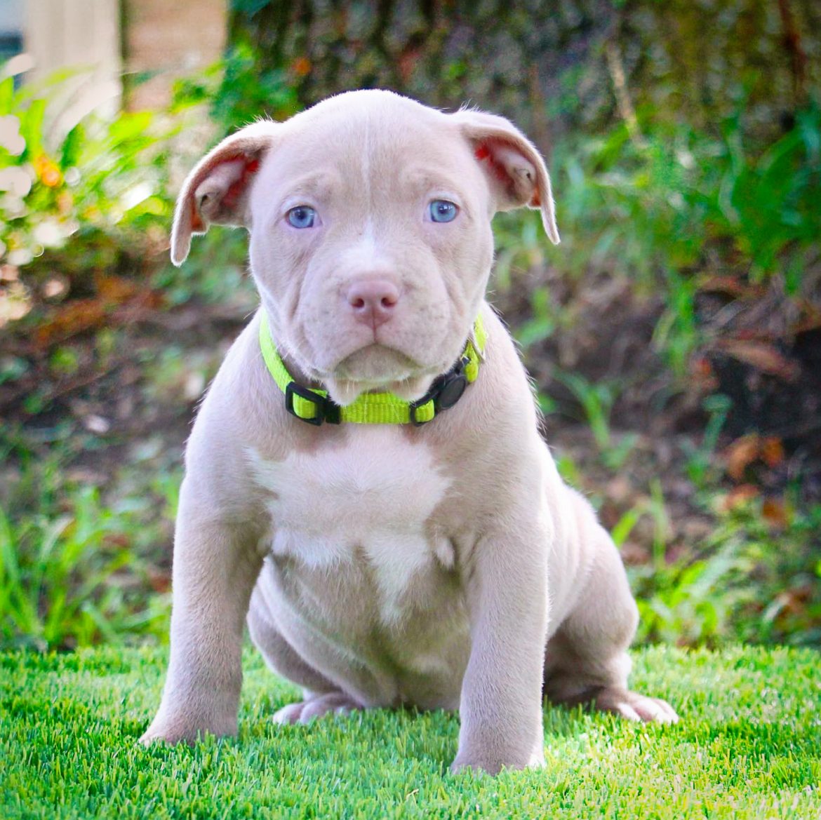 Pitbull Puppies For Sale In California Manmade Kennels XL Pit Bulls   Pitbull Puppies For Sale In California 1170x1169 