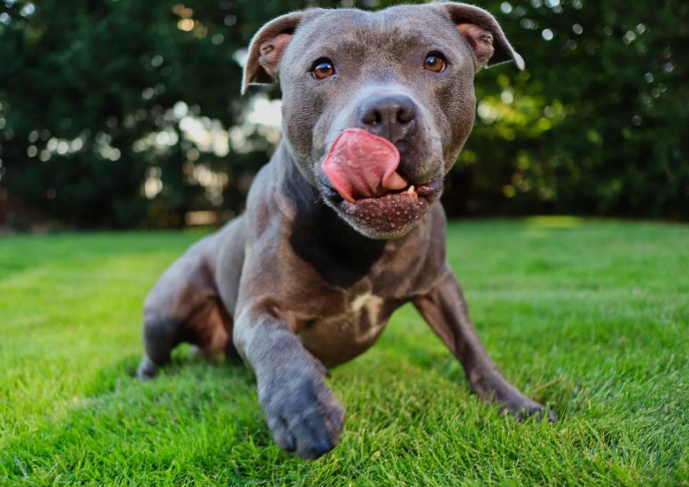 American Pit Bull Terrier Why Are Families Choosing APBT Dogs?