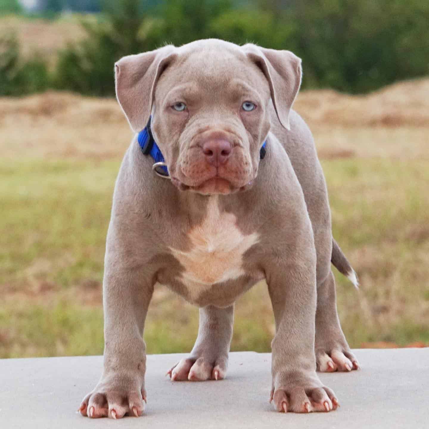 American bully puppy for sale in Nevada