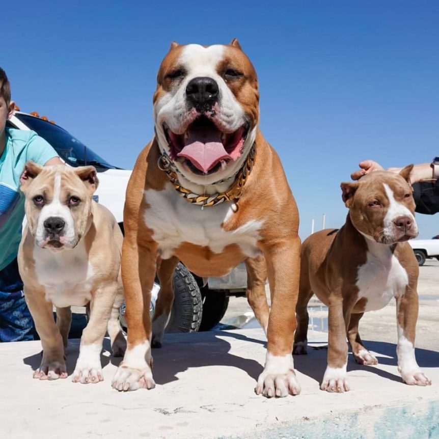can you breed brother and sister pitbull dogs