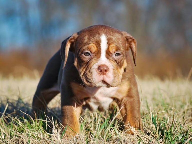 Pitbull Puppies For Sale In Michigan Manmade Kennels XL Pit Bulls