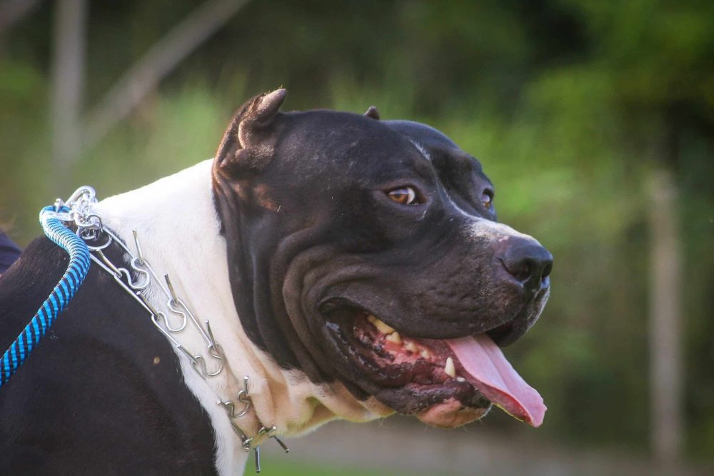 what health problems do pitbulls have