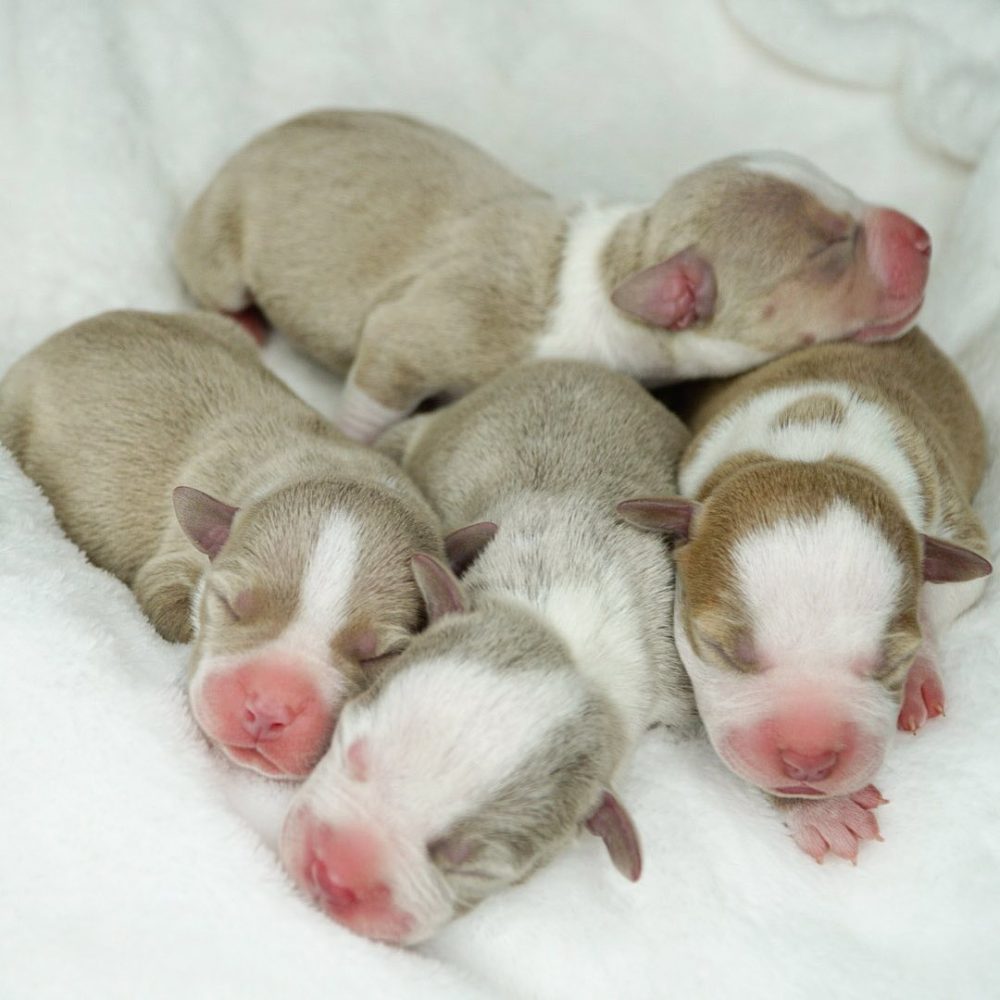 what is fading puppy syndrome symptoms