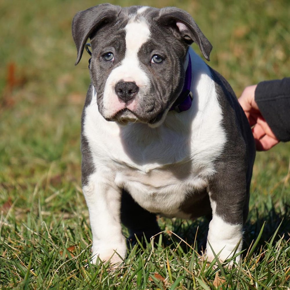 The Complete American Bully XL Guide: Manmade Kennels.