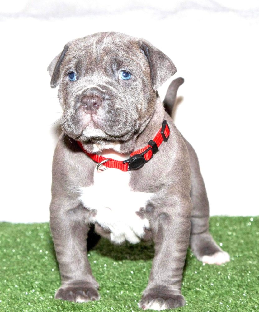 Pitbull Puppies For Sale - Manmade Kennels XL Pitbulls