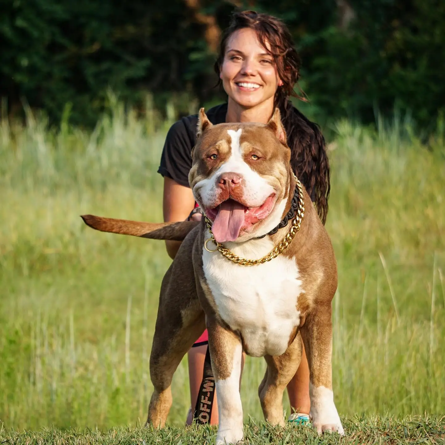 red nose pitbull puppies for sale in Florida