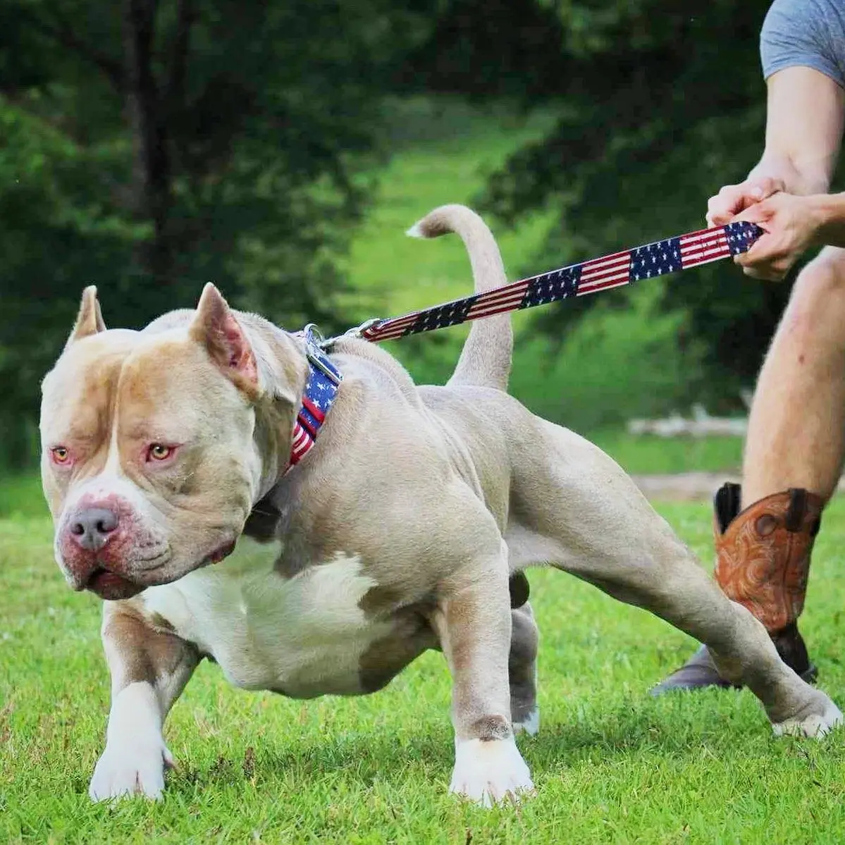 best pitbull breeders