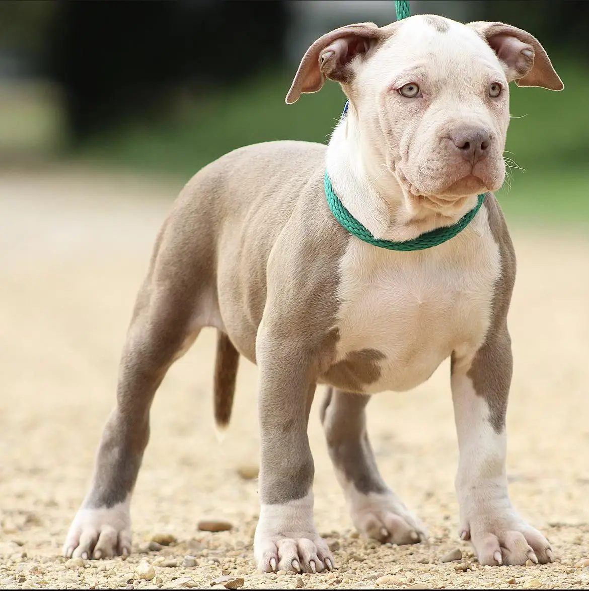 American Bully for sale