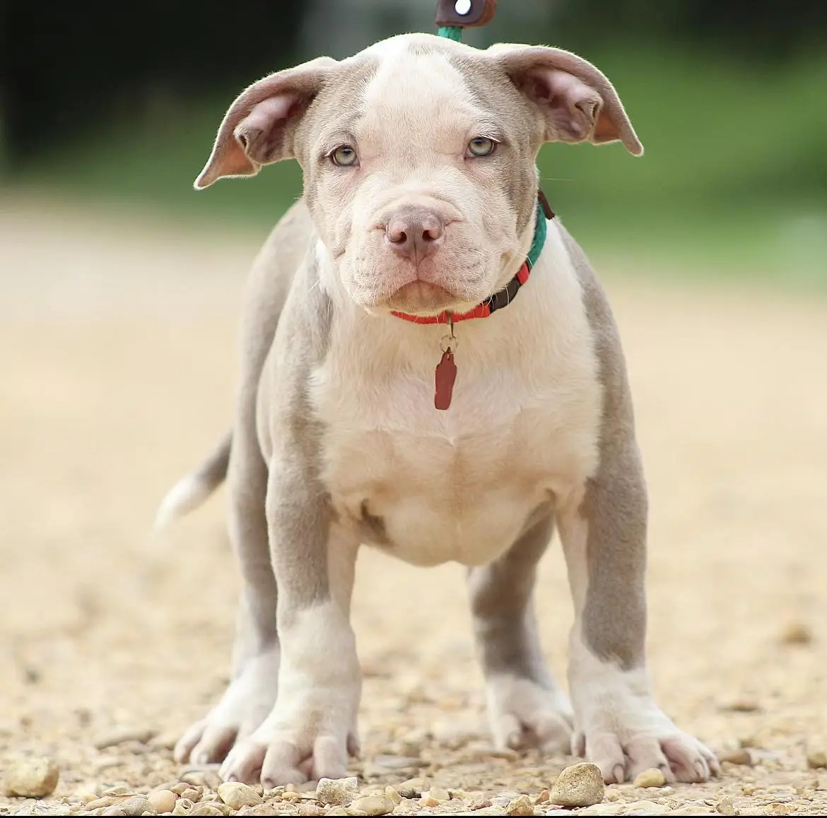 American bully breeders