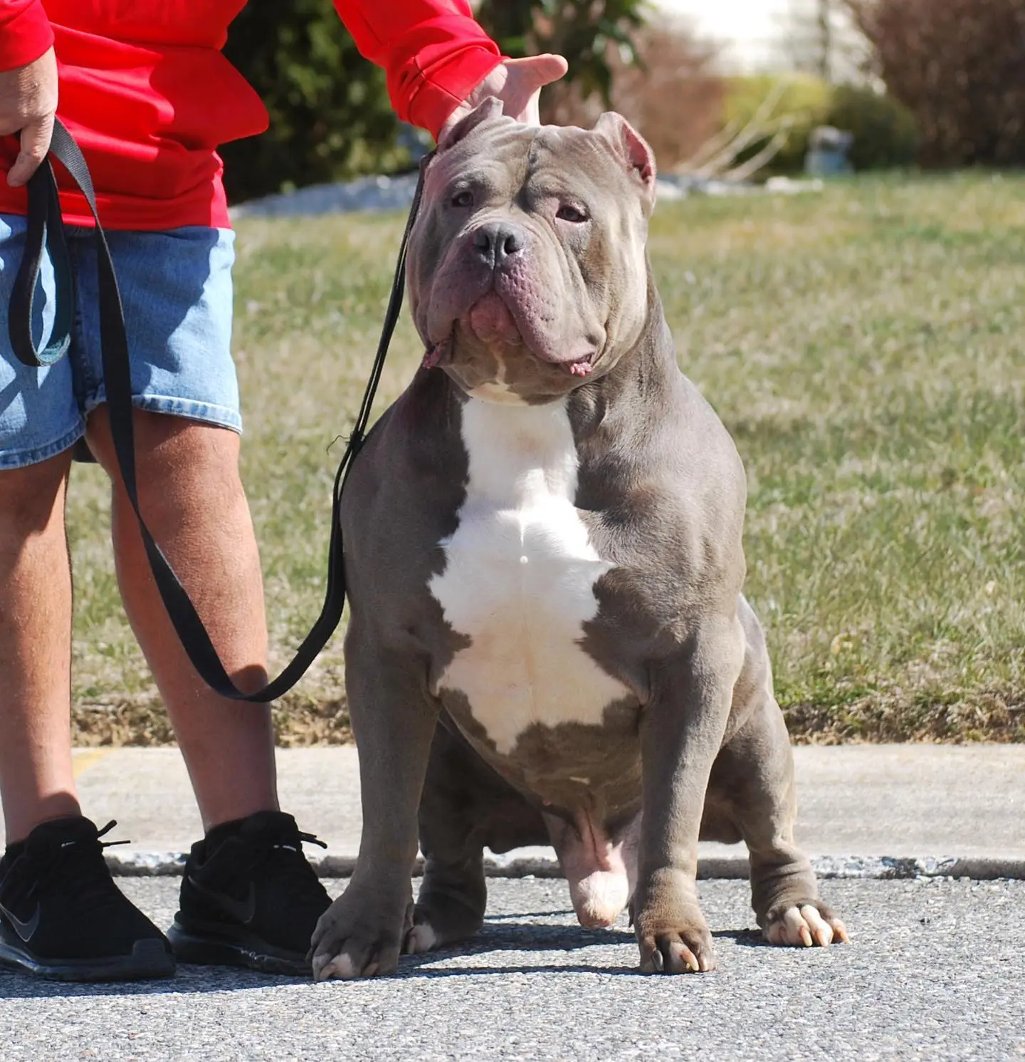 American bully puppies for sale in West Virginia