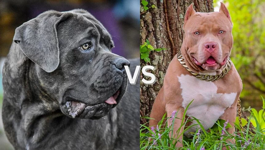 Cane Corso Vs. American Bully: Comparing Two Popular Breeds.