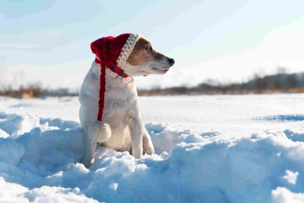 keep-your-dog-warm-in-winter-with-these-expert-tips