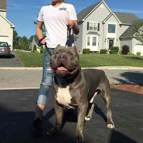 American bully for sale in Colorado