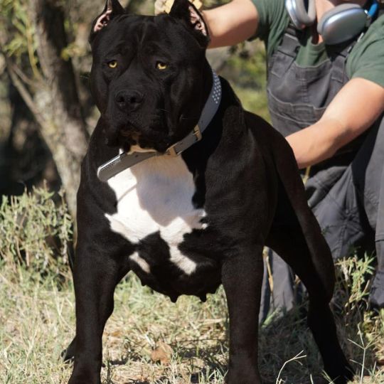 black pitbull puppies for sale denver colorado