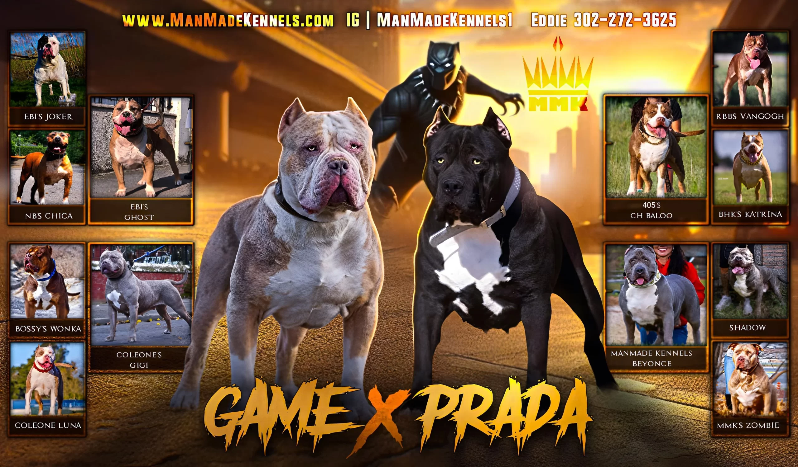 American bully puppies for sale in Colorado