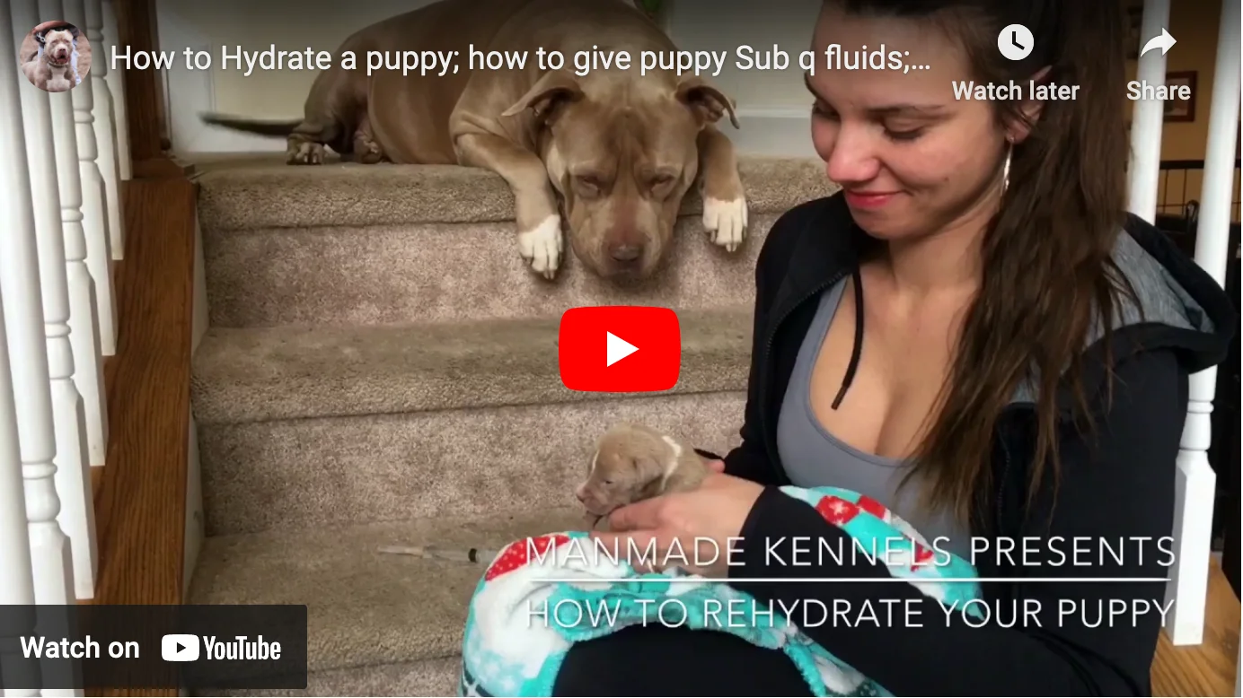 how to hydrate puppy at home