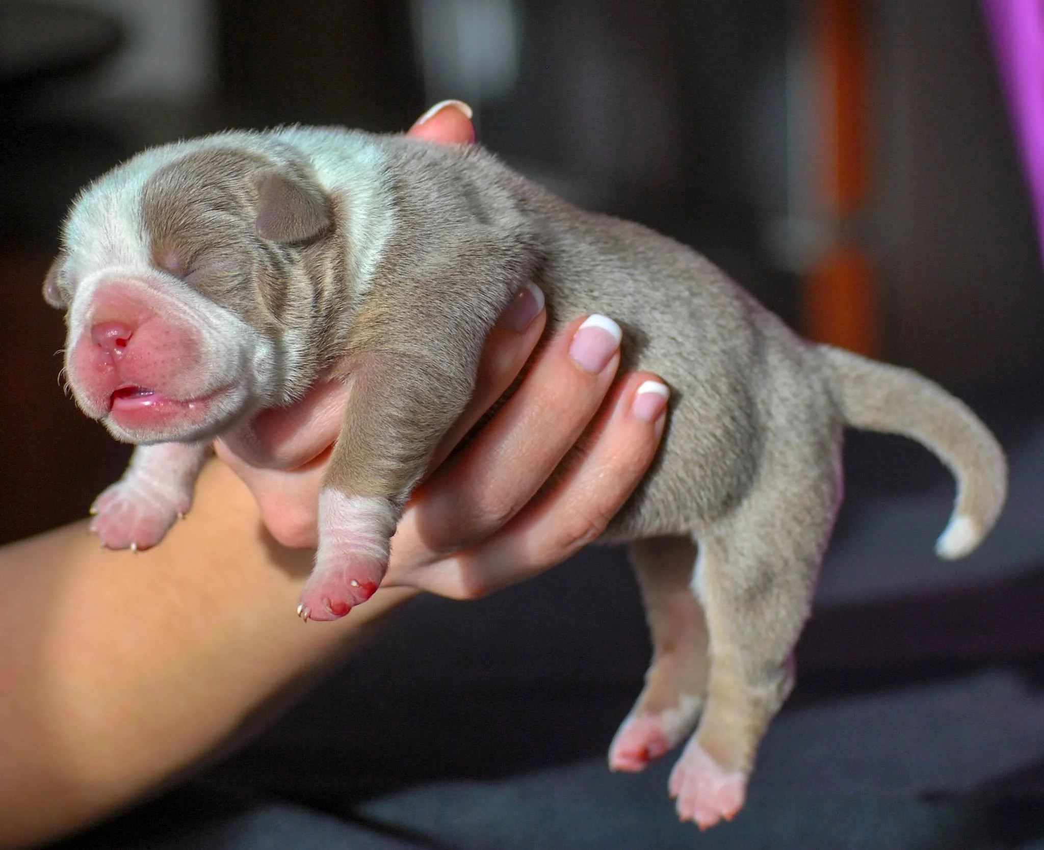 Featured image for “How Does Maternal Plasma Help Treat Fading Puppy Syndrome?”