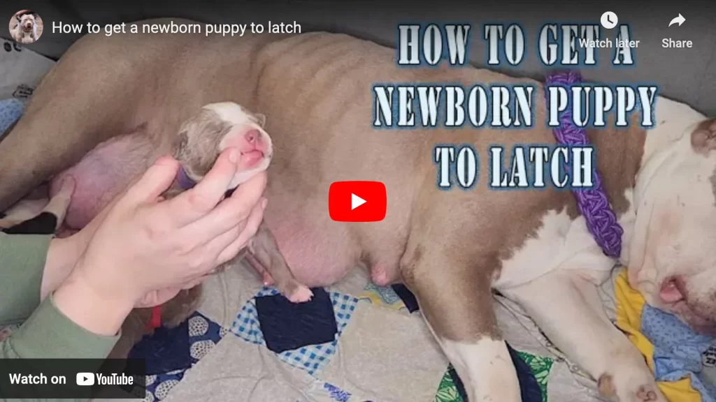 how to feed oget newborn puppy to latch if mother dog is not producing milk