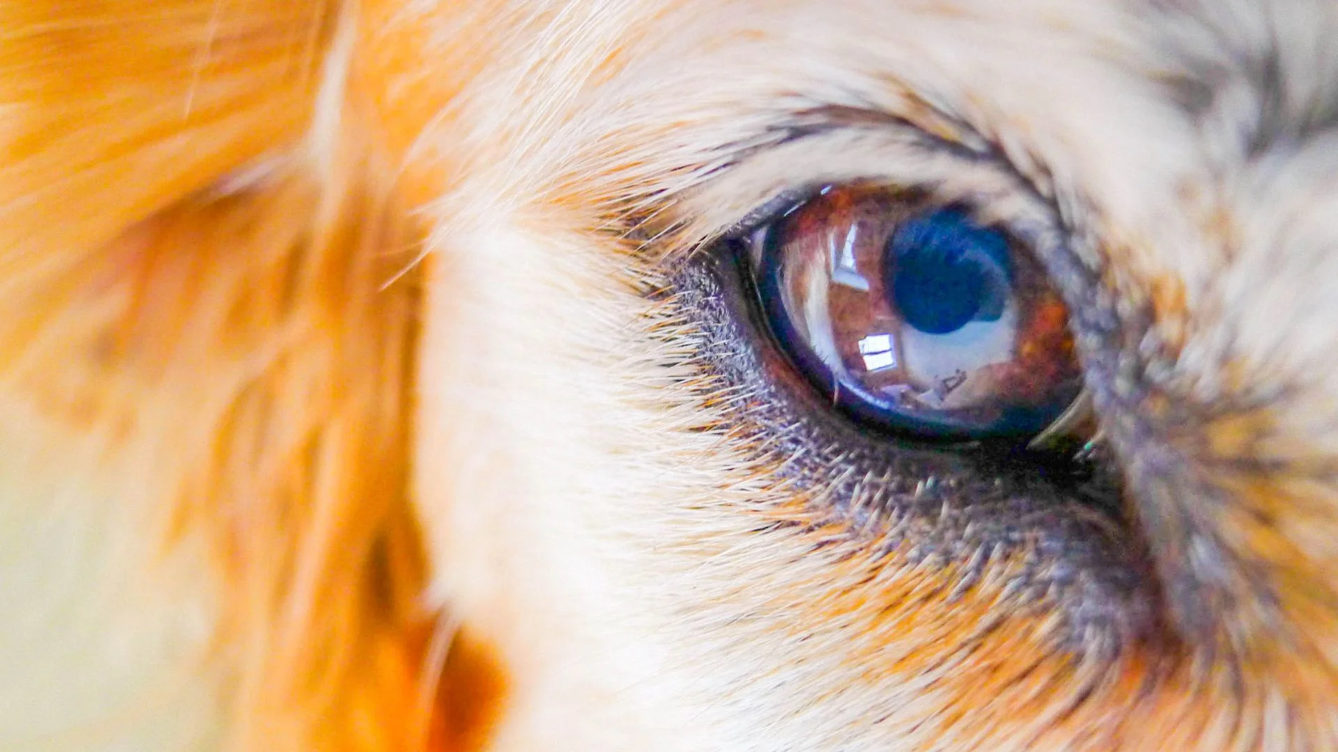 Conjunctivitis in dogs pictures