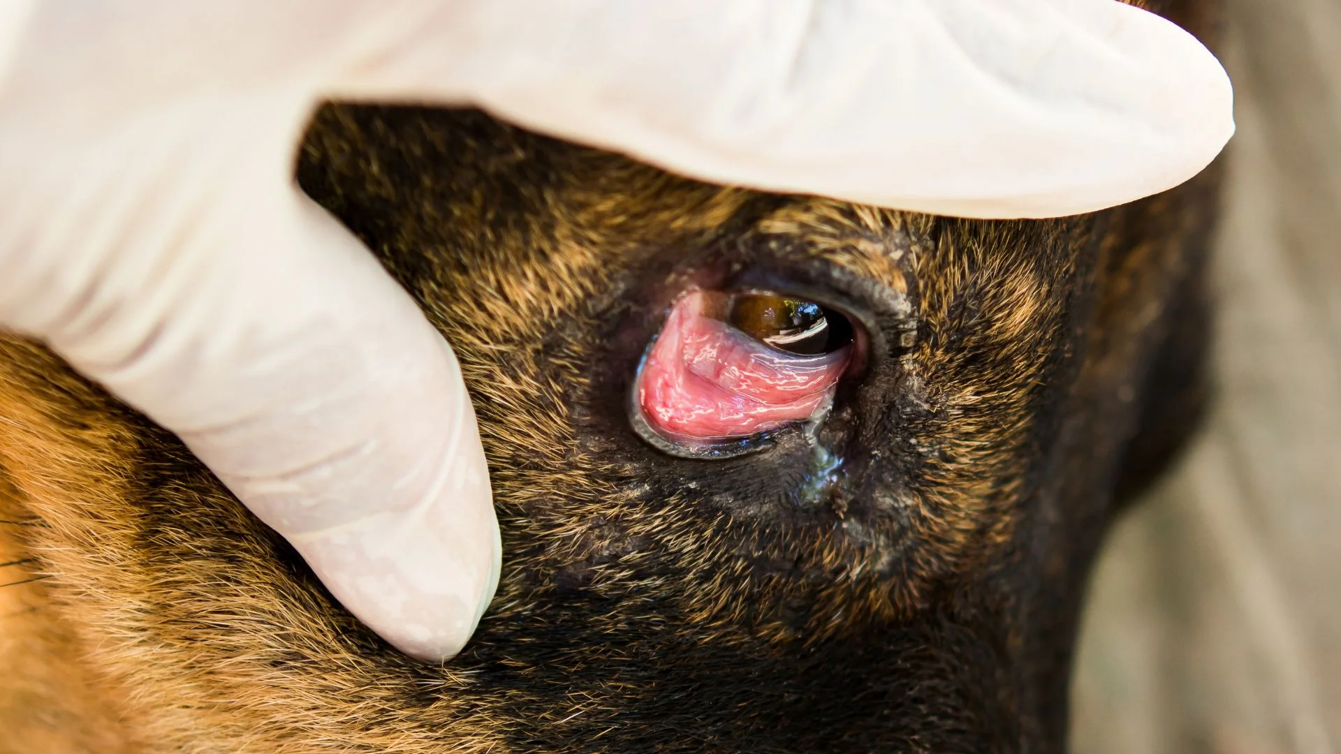 Conjunctivitis in Dogs