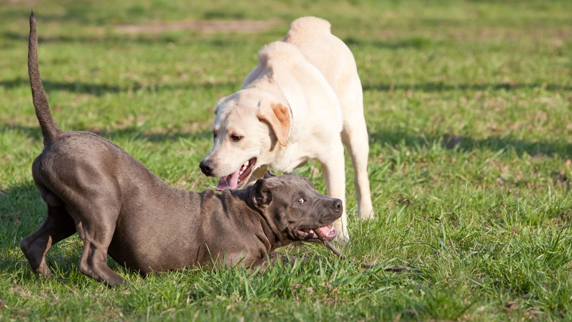 Featured image for “Is My Dog Gay? Debunking Myths About Dog Sexuality”