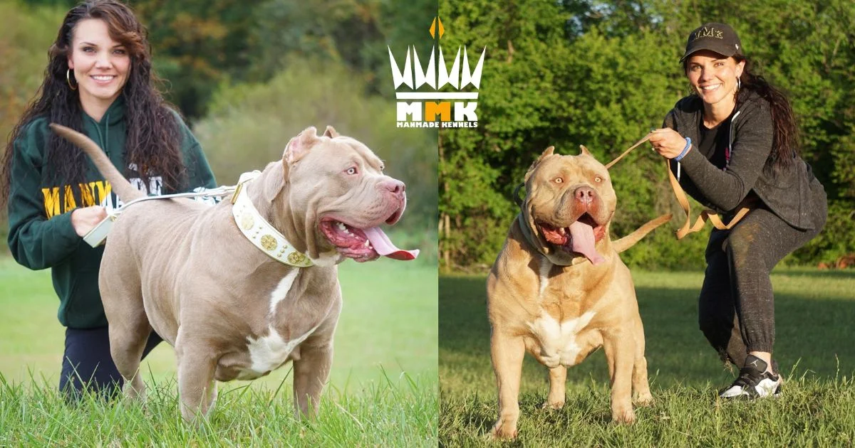 American bully breeders