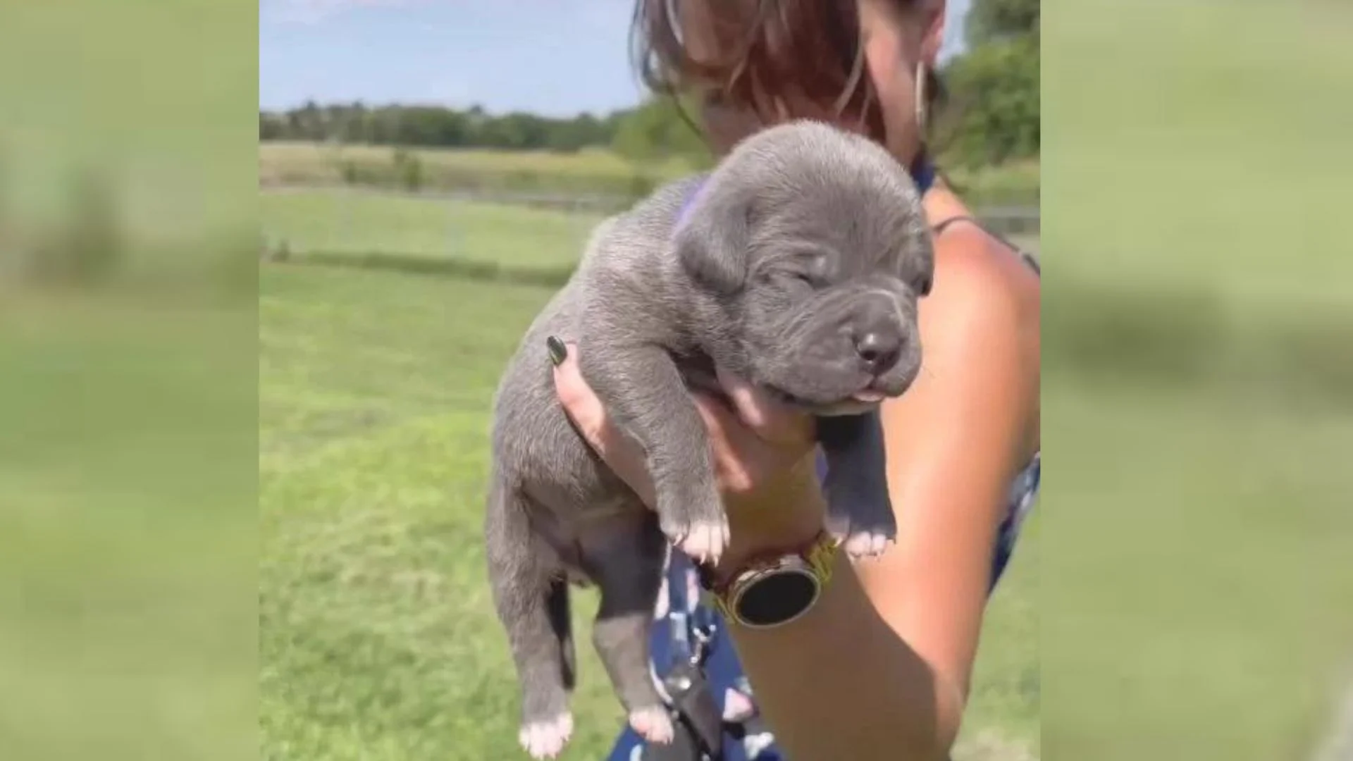 Featured image for “Where to Buy Bluenose Pitbull Puppies?”