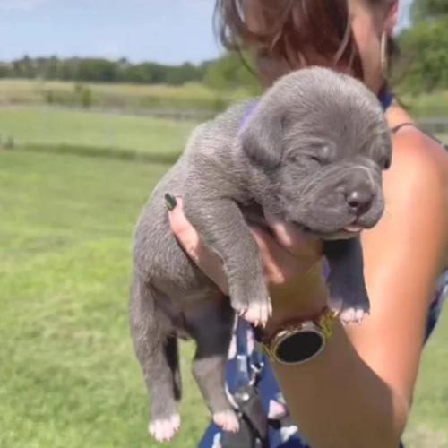 bluenose pit puppies for sale