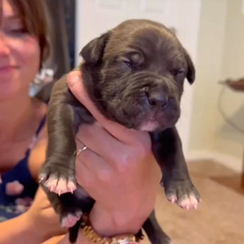 all black pitbull puppies